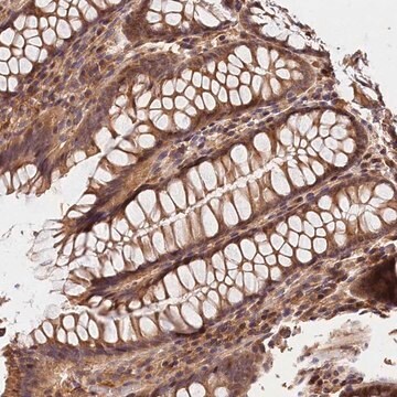 Anti-KPTN antibody produced in rabbit Prestige Antibodies&#174; Powered by Atlas Antibodies, affinity isolated antibody, buffered aqueous glycerol solution