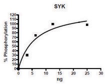 SYK Catalytic Subunit active human recombinant, expressed in baculovirus infected Sf9 cells, &#8805;60% (SDS-PAGE)