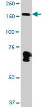 Anti-MYBBP1A antibody produced in rabbit purified immunoglobulin, buffered aqueous solution