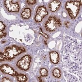 Anti-CUBN antibody produced in rabbit Prestige Antibodies&#174; Powered by Atlas Antibodies, affinity isolated antibody