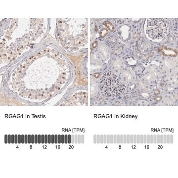 Anti-RGAG1 antibody produced in rabbit Prestige Antibodies&#174; Powered by Atlas Antibodies, affinity isolated antibody, buffered aqueous glycerol solution