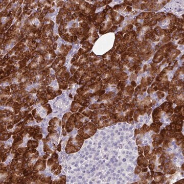 Anti-BMS1 antibody produced in rabbit Prestige Antibodies&#174; Powered by Atlas Antibodies, affinity isolated antibody, buffered aqueous glycerol solution