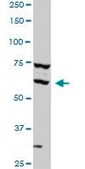 Monoclonal Anti-SREBF1 antibody produced in mouse clone 4B10, purified immunoglobulin, buffered aqueous solution