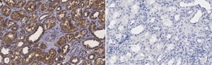 Anti-Erythropoietin Antibody, clone 6E5, ZooMAb&#174; Rabbit Monoclonal recombinant, expressed in HEK 293 cells