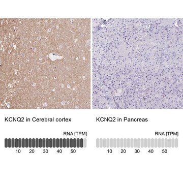 Anti-KCNQ2 antibody produced in rabbit Prestige Antibodies&#174; Powered by Atlas Antibodies, affinity isolated antibody, buffered aqueous glycerol solution