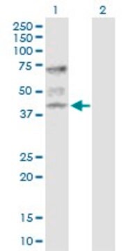 Anti-ATP6V1C1 antibody produced in rabbit purified immunoglobulin, buffered aqueous solution