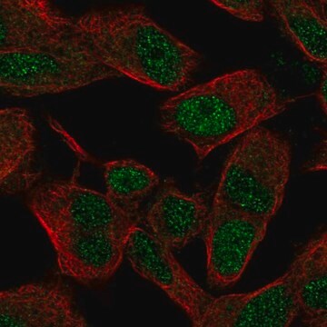 Anti-SIX3 antibody produced in rabbit Prestige Antibodies&#174; Powered by Atlas Antibodies, affinity isolated antibody