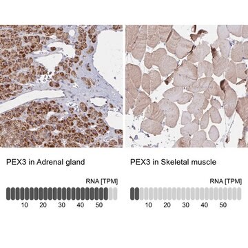 Anti-PEX3 antibody produced in rabbit Prestige Antibodies&#174; Powered by Atlas Antibodies, affinity isolated antibody, buffered aqueous glycerol solution