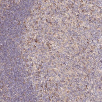 Anti-NIN antibody produced in rabbit Prestige Antibodies&#174; Powered by Atlas Antibodies, affinity isolated antibody, buffered aqueous glycerol solution