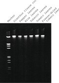GenElute&#8482; Plant Genomic DNA Miniprep Kit sufficient for 10&#160;purifications