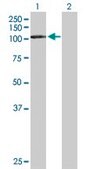 Anti-DDX20 antibody produced in mouse purified immunoglobulin, buffered aqueous solution