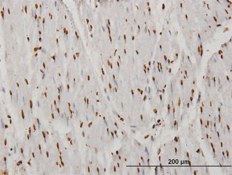 ANTI-TAF11 antibody produced in mouse clone 3H5, purified immunoglobulin, buffered aqueous solution