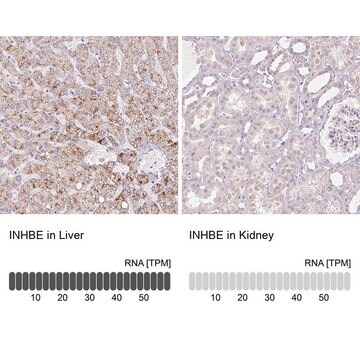 Anti-INHBE antibody produced in rabbit Prestige Antibodies&#174; Powered by Atlas Antibodies, affinity isolated antibody, buffered aqueous glycerol solution