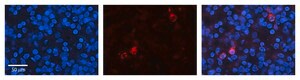 Anti-KEAP1 (AB1) antibody produced in rabbit affinity isolated antibody