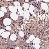 Anti-HBQ1 antibody produced in rabbit Prestige Antibodies&#174; Powered by Atlas Antibodies, affinity isolated antibody, buffered aqueous glycerol solution