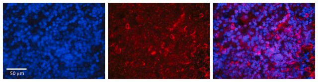 Anti-IRF3 antibody produced in rabbit affinity isolated antibody