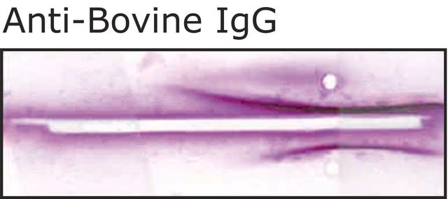 Anti-Bovine IgG (whole molecule) antibody produced in goat whole antiserum