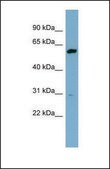 Anti-DHCR24 antibody produced in rabbit affinity isolated antibody