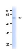 Anti-ADRB2 affinity isolated antibody