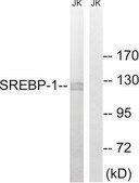 Anti-SREBP-1 antibody produced in rabbit affinity isolated antibody