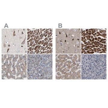 Anti-UQCRC2 antibody produced in rabbit Prestige Antibodies&#174; Powered by Atlas Antibodies, affinity isolated antibody, buffered aqueous glycerol solution