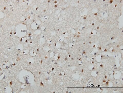 Monoclonal Anti-USF2 antibody produced in mouse clone 5E9, purified immunoglobulin, buffered aqueous solution