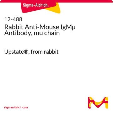 Rabbit Anti-Mouse IgM&#181; Antibody, mu chain Upstate&#174;, from rabbit