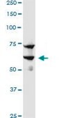 ANTI-SREBF1 antibody produced in mouse clone 4G4, purified immunoglobulin, buffered aqueous solution