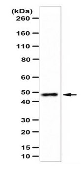 Anti-ADE2 Antibody/SAICAR synthetase from rabbit, purified by affinity chromatography