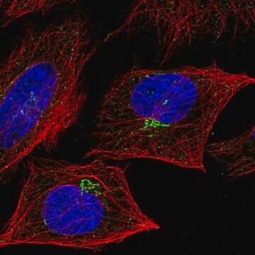 Anti-TNFSF9 antibody produced in rabbit Prestige Antibodies&#174; Powered by Atlas Antibodies, affinity isolated antibody