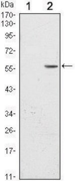 Monoclonal Anti-CD276 antibody produced in mouse clone 6A1, ascites fluid