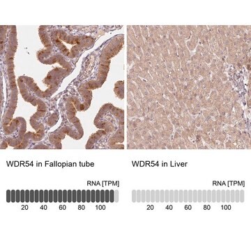 Anti-WDR54 antibody produced in rabbit Prestige Antibodies&#174; Powered by Atlas Antibodies, affinity isolated antibody, buffered aqueous glycerol solution