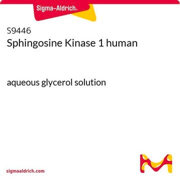 Sphingosine Kinase 1 human aqueous glycerol solution