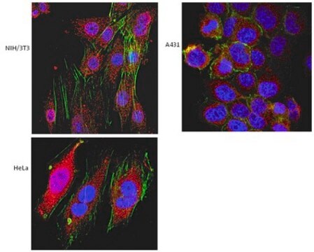 Anti-Vps4/SKD1 Antibody, clone 5E6.1 clone 5E6.1, from mouse