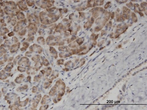 Monoclonal Anti-EDF1 antibody produced in mouse clone 3E6, purified immunoglobulin, buffered aqueous solution