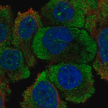 Anti-Ptprh Antibody Produced In Rabbit Prestige Antibodies&#174; Powered by Atlas Antibodies, affinity isolated antibody, buffered aqueous glycerol solution