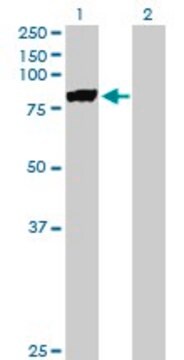 Anti-MST1 antibody produced in mouse purified immunoglobulin, buffered aqueous solution