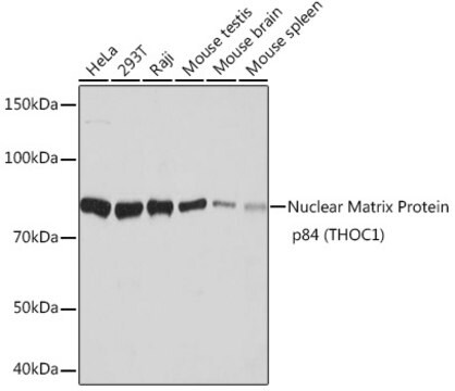 Anti-CRMP1 Antibody, clone 1U7K3, Rabbit Monoclonal