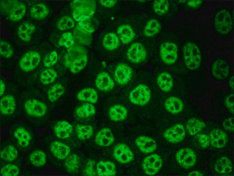 Anti-Human IgG (whole molecule)&#8722;FITC antibody produced in goat IgG fraction of antiserum, buffered aqueous solution