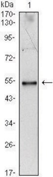 Monoclonal Anti-IL34 antibody produced in mouse clone 1D12, ascites fluid