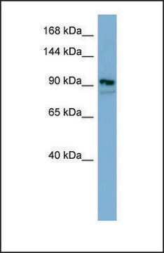 Anti-FAM62B antibody produced in rabbit affinity isolated antibody