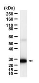 Anti-CD40 Antibody, clone 2E20 ZooMAb&#174; Rabbit Monoclonal recombinant, expressed in HEK 293 cells