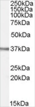 Anti-OGG1 antibody produced in goat affinity isolated antibody, buffered aqueous solution