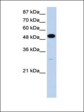 Anti-NOVA2 antibody produced in rabbit IgG fraction of antiserum