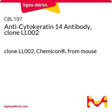 Anti-Cytokeratin 14 Antibody, clone LL002 clone LL002, Chemicon&#174;, from mouse