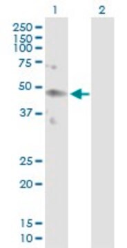 Anti-KIR2DL4 antibody produced in rabbit purified immunoglobulin, buffered aqueous solution