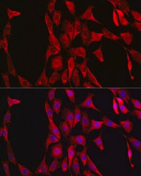 Anti-LDHA antibody produced in rabbit