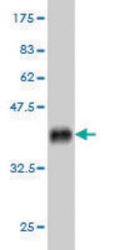 Monoclonal Anti-GRK6 antibody produced in mouse clone 2C3, purified immunoglobulin, buffered aqueous solution