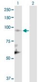 Anti-CUL1 antibody produced in rabbit purified immunoglobulin, buffered aqueous solution