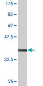 Monoclonal Anti-ELK3 antibody produced in mouse clone 3A12, purified immunoglobulin, buffered aqueous solution